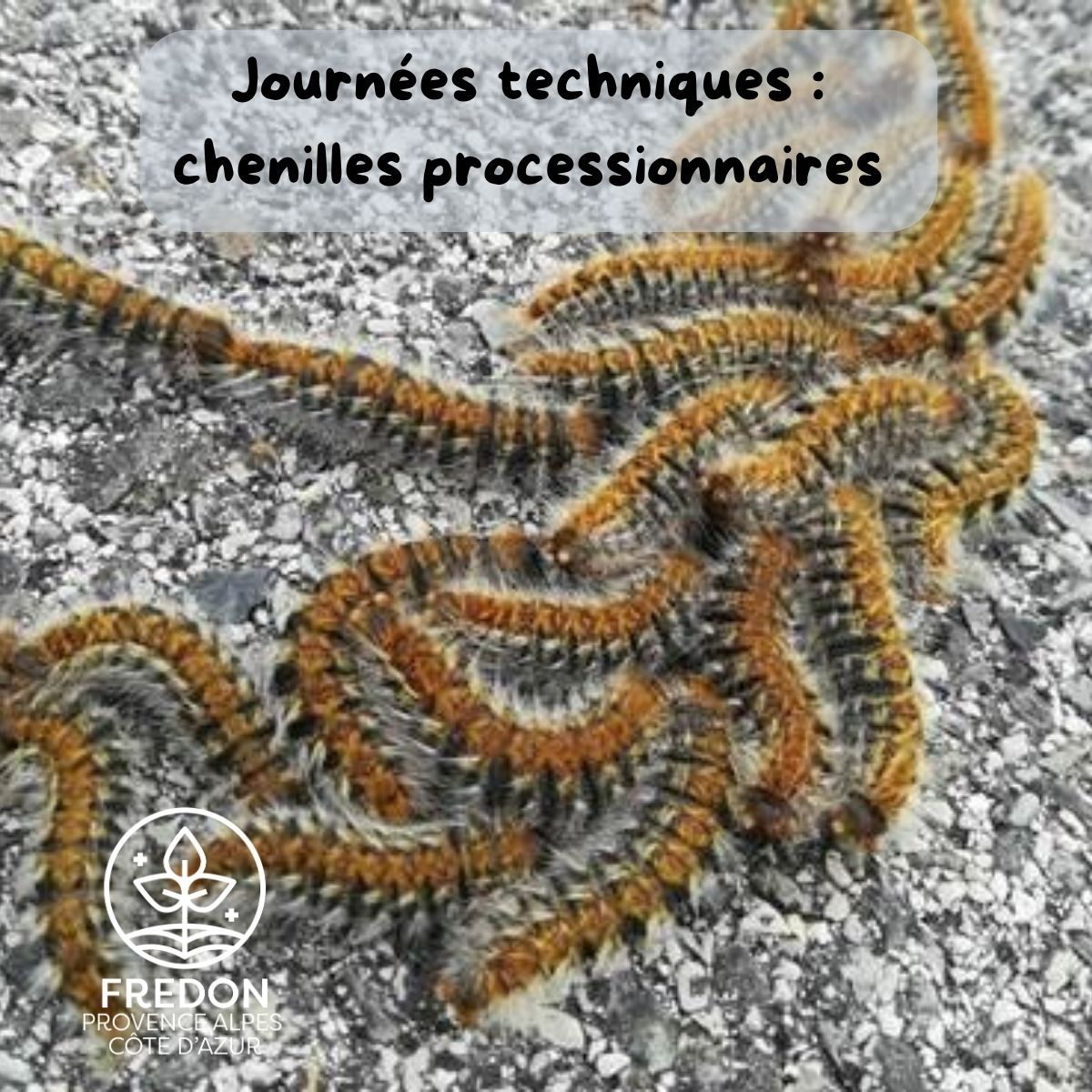 Journées techniques : chenilles processionnaires